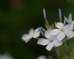 Tapeta Nature Flowers 189.jpg